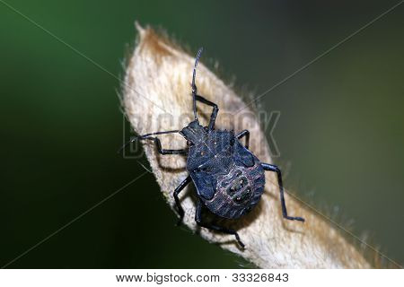 Stinkbug