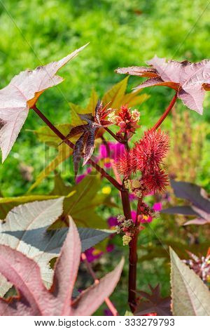 Ricinus communis of the Euphorbiaceae family bright red fruits and carved leaves. The seeds of the plant give Oleum Ricini. Ricinus is a fast-growing oilseed, medicinal and ornamental garden plant.
