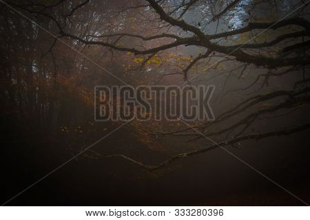 View Of Scary Autumnal Forest At Night With Fog, Monte Cucco, Umbria