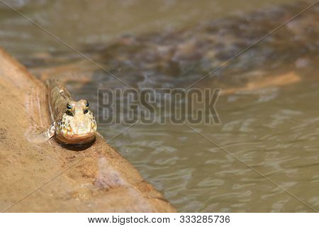 Close Up Mudskipper Fish,amphibious Fish Standing On A Tree Branch At Mangrove Forest