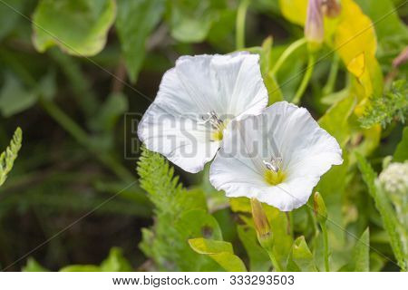 Bindweed Field - Convolvulus Arvensis, Wild-growing Meadow Plant Liana. Two Inflorescences Of Bellfl