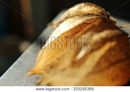 Physalis Fruits Physalis Peruviana .dry Golden Boxes Of Physalis Are Lit With Light. Shot Close Up.