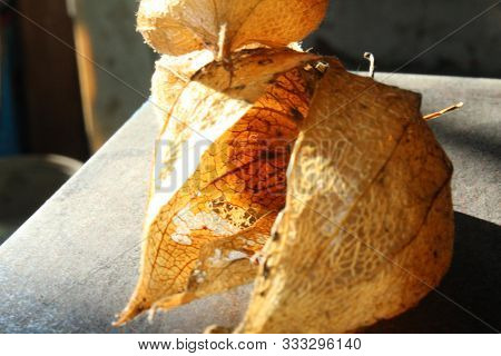 Physalis Fruits Physalis Peruviana .dry Golden Boxes Of Physalis Are Lit With Light. Shot Close Up.
