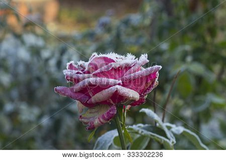 Red Rose In The Morning Frost After A Frosty Night In The Garden. Concept Of The First Frost, Winter