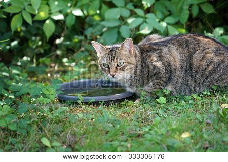 Young gray and white striped Central European shorthair cat drinking at the birdbath
