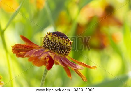 Helenium Waltraut Single Flower Close-up Macro. Orange Helenium Flower With Stamen Ball And Garden G