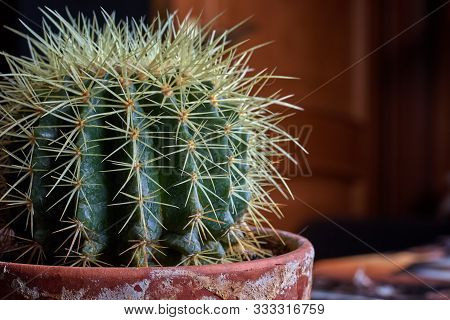 Green Cactus With Large Needles In An Old Pot
