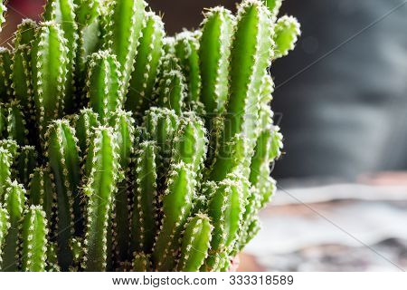 Large Decorative Green Cactus With Small Needles