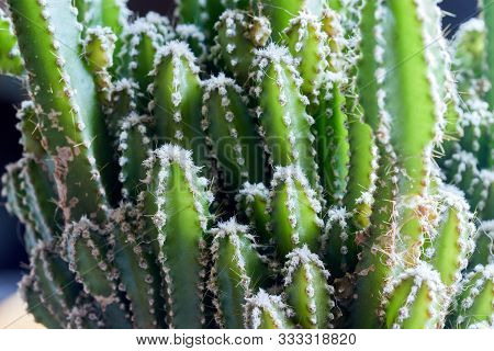 Large Decorative Green Cactus With Small Needles