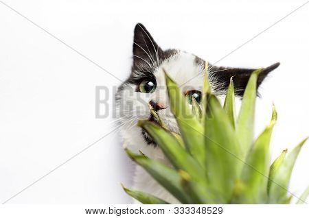 Black And White Kitten Nibbles On Green Leaves Of Pineapple
