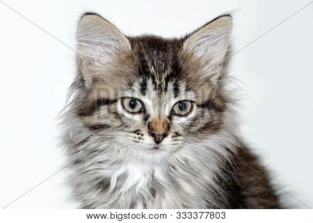 Little Gray Kitten Portrait Up Isolated On White Background.