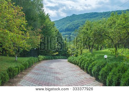 Green Bright Forest Pathway Tiles Under Old Tree.
