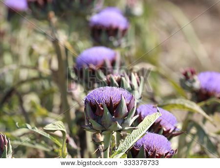 Big Purple Flowers Of Artichokes Plants In Vegetable Garden