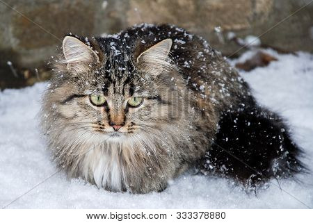 Cat With Big Yellow Eyes In Winter.