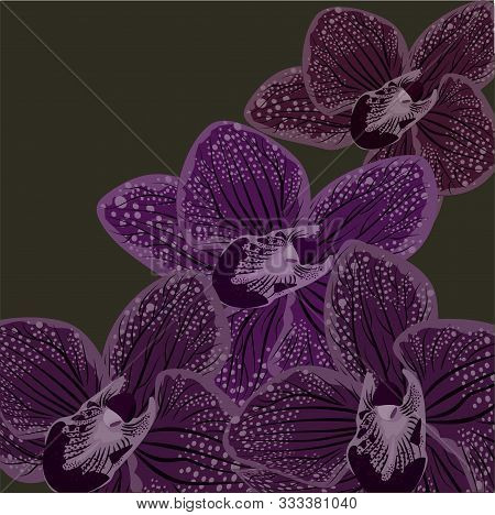 Abstract Purple Orhids Illustration On Black Background. Realistic Orchid For Print Design. Vector D