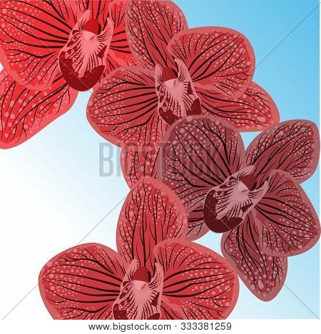 Abstract Purple Orhids Illustration On Black Background. Realistic Orchid For Print Design. Vector D