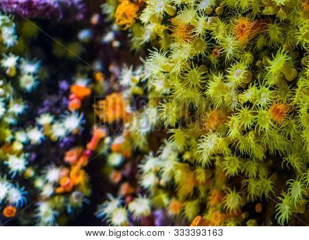 Colorful Carpet Of Zoantharia Sea Anemones In Macro Closeup, Marine Life Background