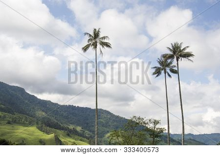 Cocora Valley Landscape, With Quindio Wax Palms, Ceroxylon Quindiuense, National Tree Of Colombia.