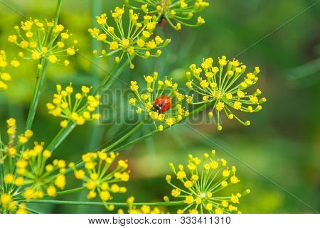 Flower Dill Spices Growing In The Garden.