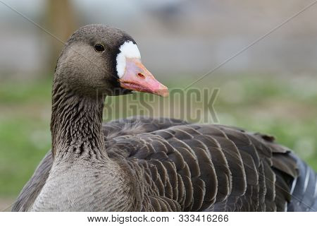 Close Up Of A Greater White Fronted Goose (anser Albifrons)