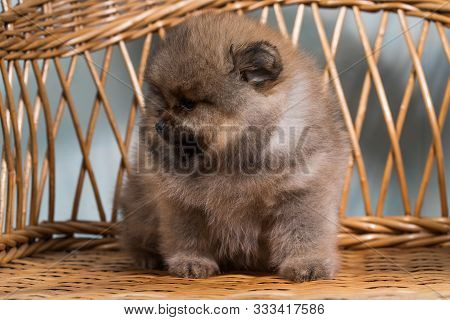 Cute Puppy Of Miniature Pomeranian Spitz Zwergspitz Or Dwarf Spitz On A Chair. Small Dog Is Two Mont