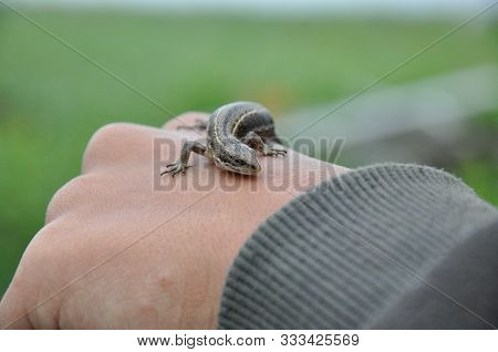 A Small Gray Lizard Sits On A Hand Against A Background Of Green Grass