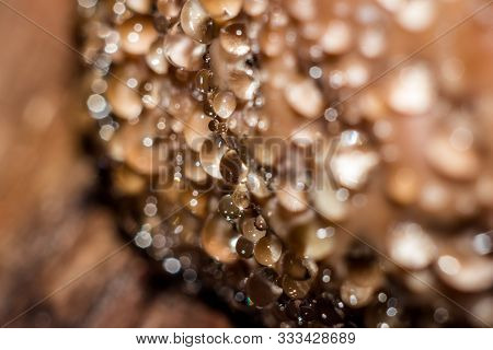 Abstract Background With Drops On The Mushroom. Red Belt Conk Fungus (fomitopsis Pinicola) - A Weepi