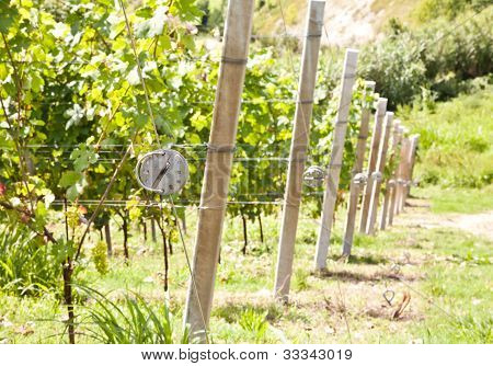 อิตาลี - ภูมิภาค Piedmont สวนไวน์ Barbera