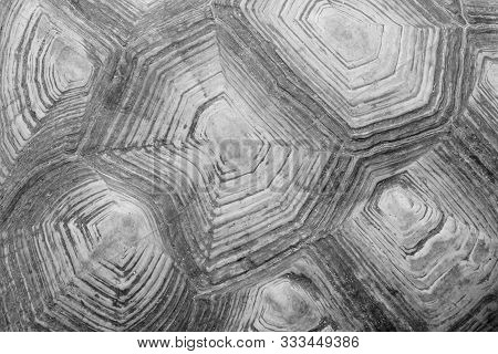 Blurred Pattern Of Tortoise Shell. Cropped Shot Of Tortoise Shell. Blurred Abstract Nature Backgroun
