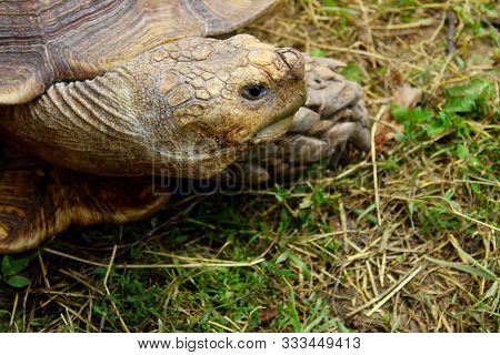 Cropped Shot Of A Giant Turtle Outdoors. Animals, Wildlife, Nature Background.
