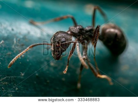 Macro Photography Of Tiny Black Garden Ant On Turquoise Floor