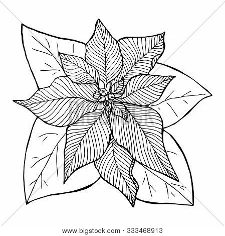 Christmas Flower Poinsetia Sketch Liner Isolated On White Background Vector Illustration For Design 