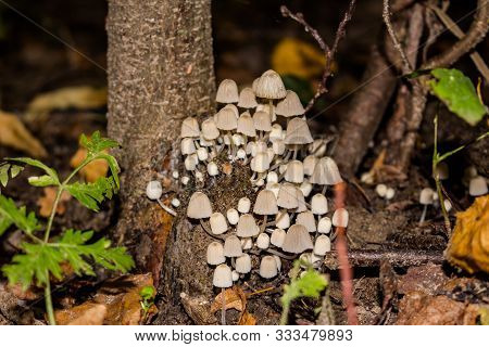Accumulation Of Fungus Fairy Inkcap (commonly Known As Trooping Crumble Cap, Coprinellus Disseminatu