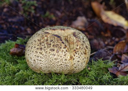Common Earthball - Seleroderma Citrinum 
A Common Woodland Fungus