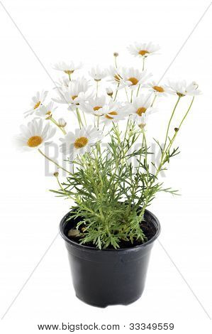 Anthemis Punctata