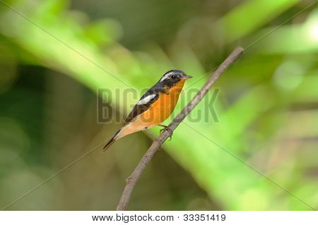 ชาย Mugimaki Flycatcher