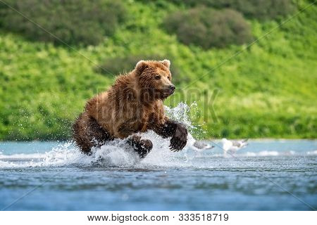 The kamchatka brown bear, Ursus Arctos Beringianus Catches Salmons At Kuril Lake In Kamchatka, Runni