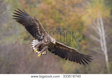 The White-tailed Eagle, Haliaeetus Albicilla Is Flying In Autumn Color Environment Of Wildlife. Also