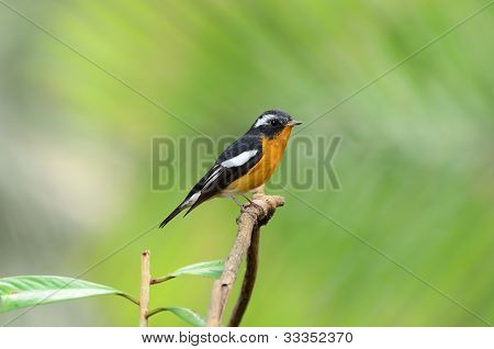 ชาย Mugimaki Flycatcher