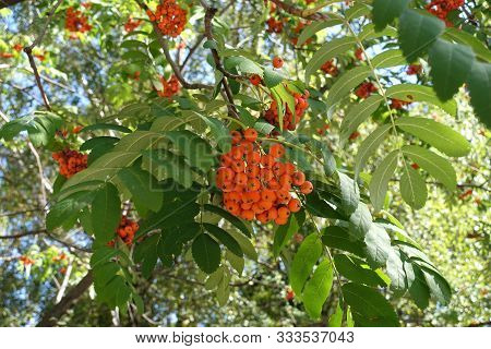 Panicle Of Orange Berries Of Sorbus Aucuparia In September
