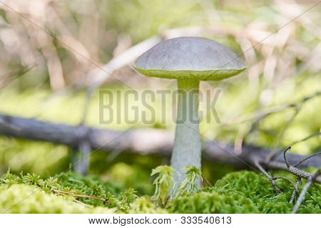 Birch Mushroom. Edible Fungus Growing In Moss. White Ghost Bog Bolete. Copy Space