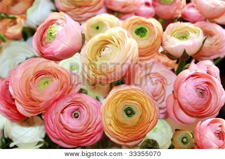 Blomster af Peon