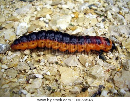 Goat Moth Caterpillar
