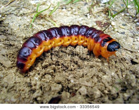 Goat Moth Caterpillar