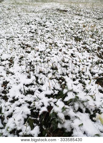 Winter has come, first snow on green grass, texture