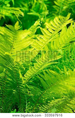 Photo Of The Leaves Of The Fern Plant.