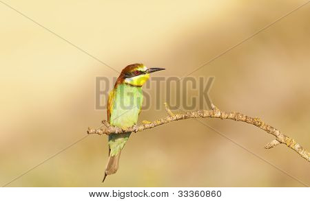 Bee-eater