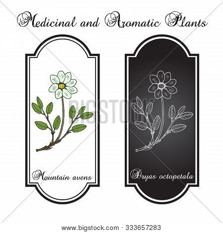 Mountain Avens Dryas Octopetala , Or White Dryad, Medicinal Plant. Hand Drawn Botanical Vector Illus