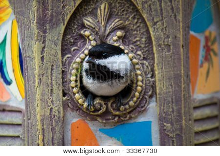 Chickadee Black kapuce v holubník