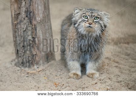 Pallas's Cat (otocolobus Manul). Manul Is Living In The Grasslands And Montane Steppes Of Central As